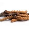 Cordyceps touche de thé togo