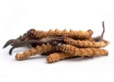 Cordyceps touche de thé togo